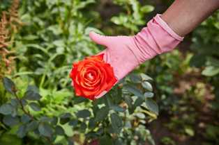 Секреты успешного выращивания роз в саду: лучшие сорта и уход