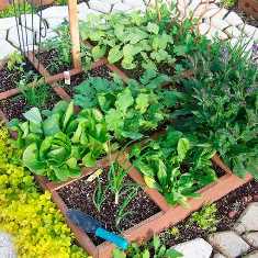 Выращивание овощей и зелени на вашем участке: просто и полезно
