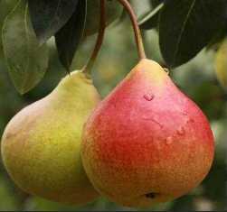 Груши - короли фруктовых садов: популярные сорта