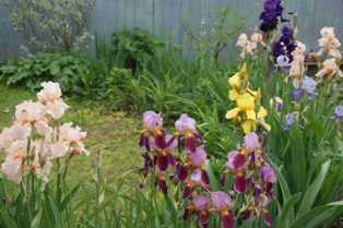Ирисы в саду: как выбрать и ухаживать за этими прекрасными цветами