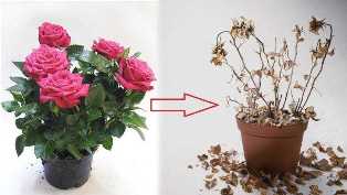 Искусство выращивания роз: как выбрать и ухаживать за этими прекрасными цветами