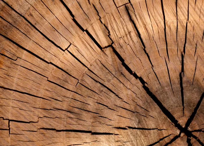 Как выбрать экологически чистую древесину для строительства дома
