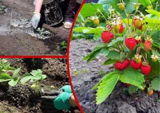 Плантации ягодных кустарников: как сделать урожай еще более обильным