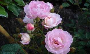 Розы: лучшие сорта для сада любого размера