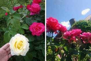 Розы: выбор сортов и секреты ухода за ними