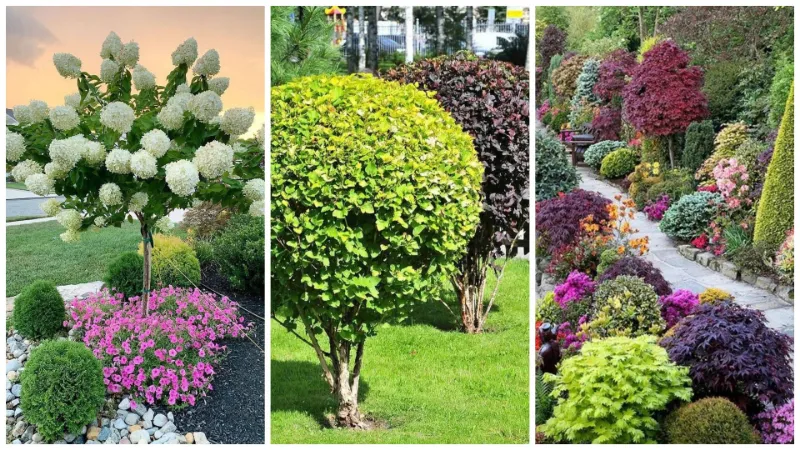 Садовые кустарники: как выбрать идеальные сорта для вашего участка
