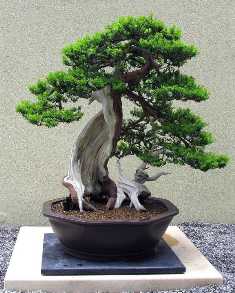 Садовое искусство бонсай: создание уникальных миниатюрных деревьев