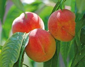 Сорта персиковых деревьев: как выбрать и вырастить идеального плодоносителя