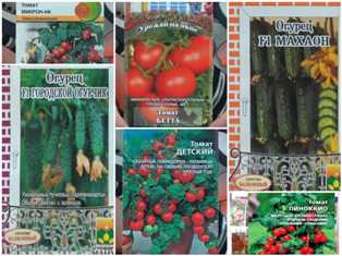 Сорта томатов и огурцов: на что обратить внимание при выборе и выращивании