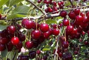 Советы по выбору сортов вишни для сада