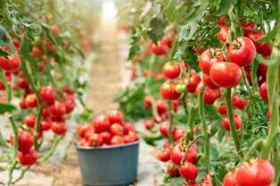 Советы по выращиванию сортов томатов в открытом грунте