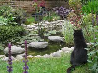 Создание пруда в саду: как организовать уютный водоем на участке