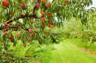 Выращивание персиковых деревьев: лучшие сорта для средней полосы России