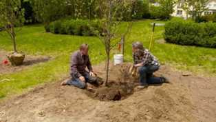 Выращивание плодовых деревьев: как выбрать и ухаживать за разными сортами яблонь, груш и слив