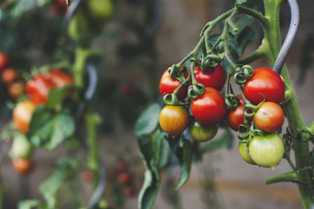 Как выбрать идеальный сорт томата для вашего сада