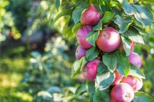 Как выбрать правильные сорта яблонь для вашего сада