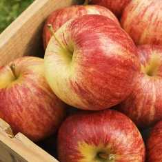 Лучшие сорта яблонь для вашего сада
