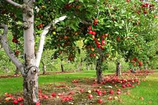 Плодовый сад: как правильно ухаживать за деревьями и получать обильный урожай
