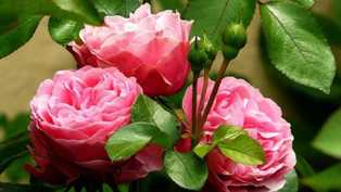 Розы: инструкции по выращиванию красивых и ароматных сортов
