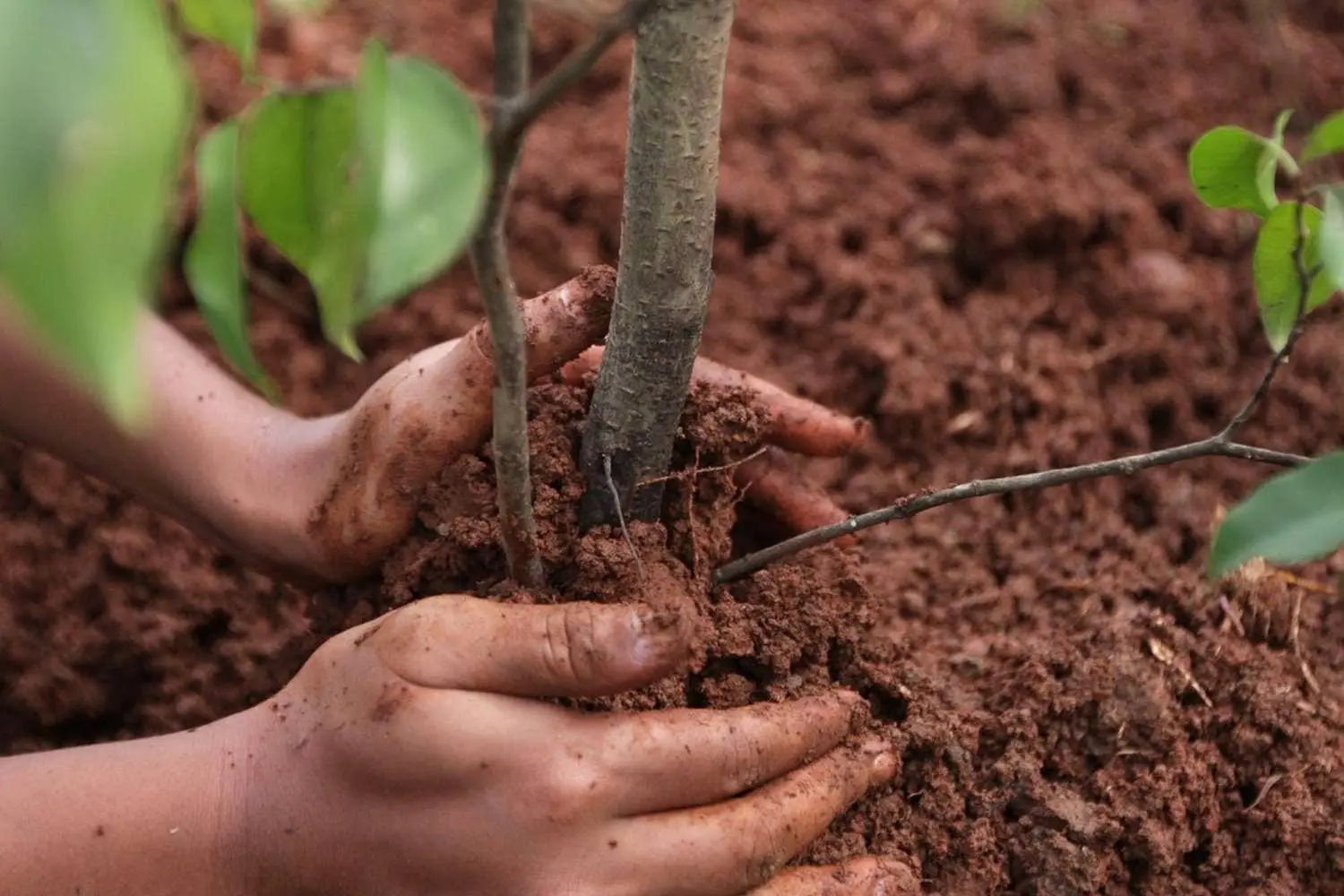 Секреты успешного выращивания плодовых деревьев: выбор сортов и правильный уход