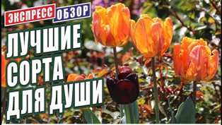 Тюльпаны: сорта, которые оживят ваш сад весной