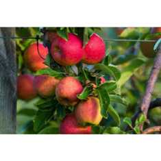 Выбор сортов яблонь: какие сорта подходят для разных климатических условий