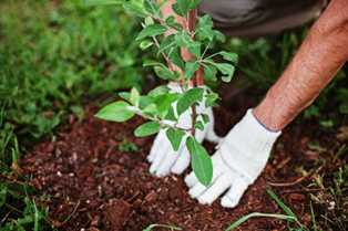 Выращивание плодовых деревьев: секреты успешного урожая